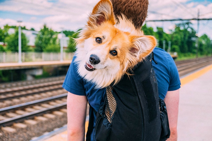 Maxine The Corgi