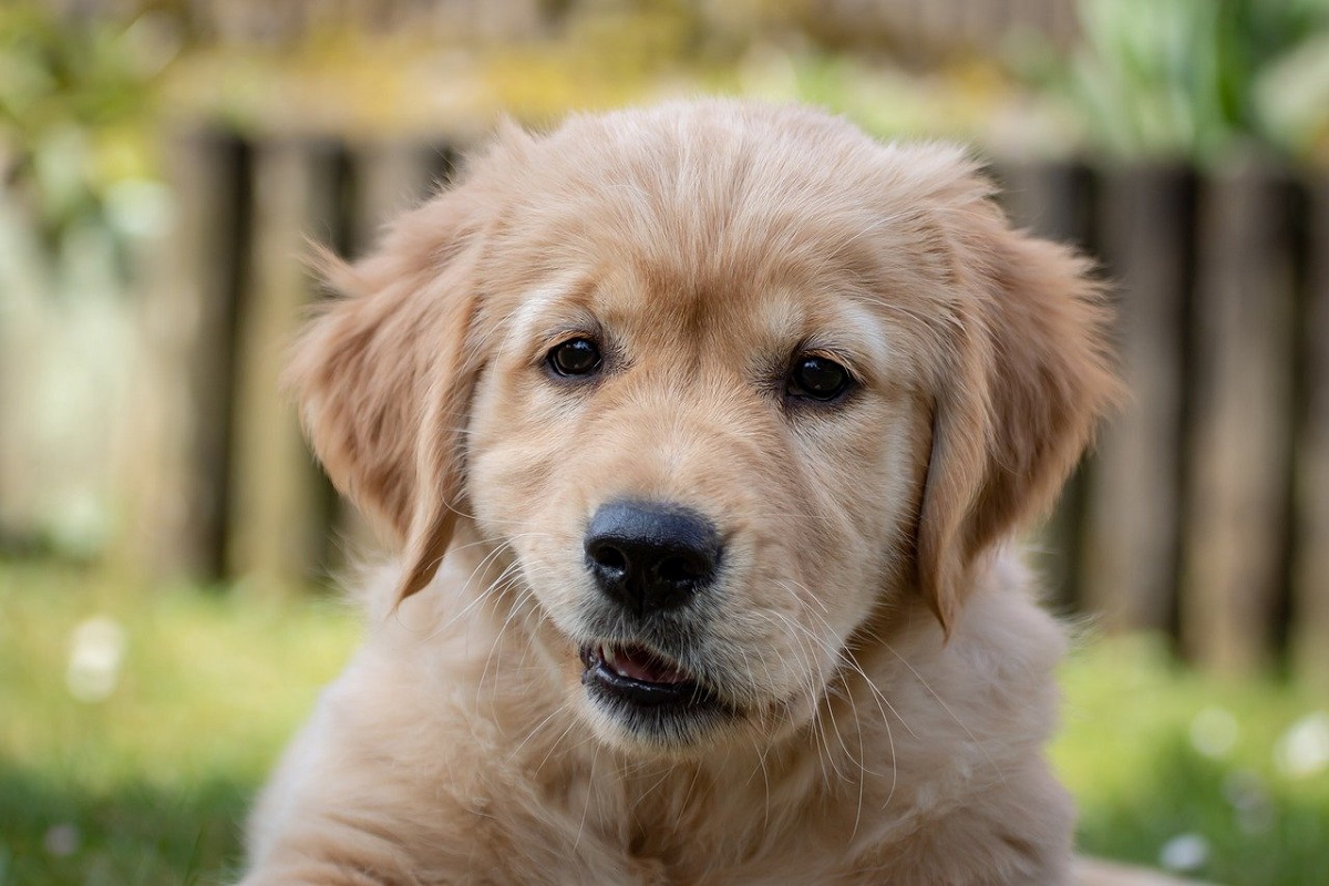 Cuccioli abbandonati in un canale