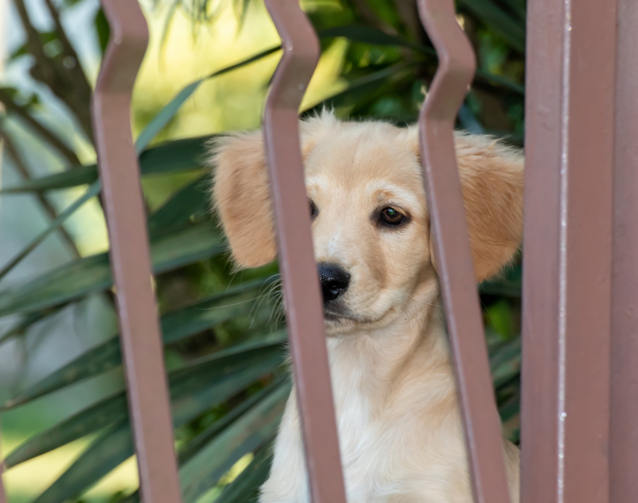 Cucciolo di cane abbandonato