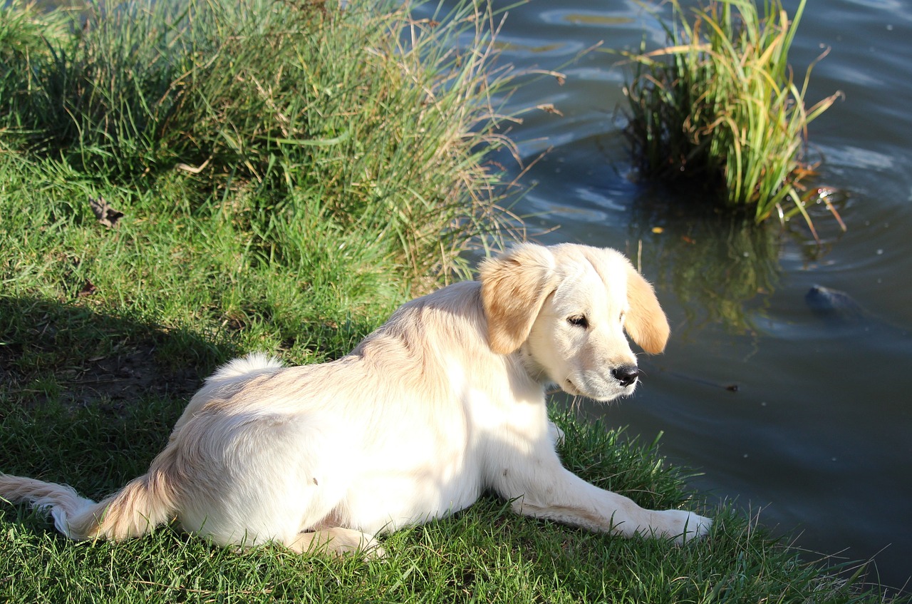 Cane vicino a un fiume
