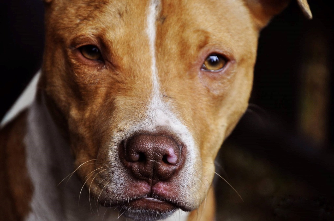 Pit bull legato a un termosifone