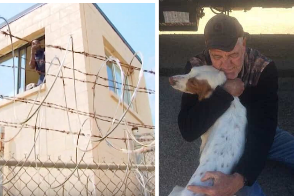 Soup il cane scomparso che hanno accudito i detenuti della prigione