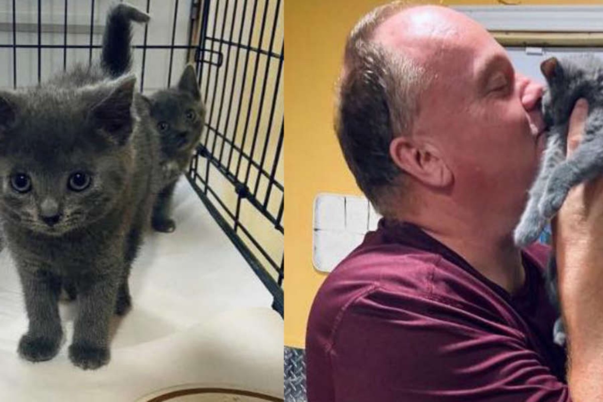 Il legame nato tra Sugar il gattino e Glen il volontario del rifugio