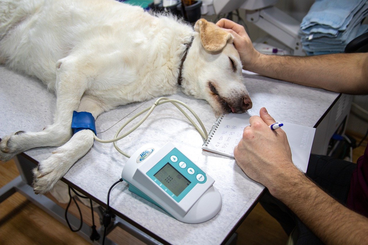 Veterinario si occupa dei cani