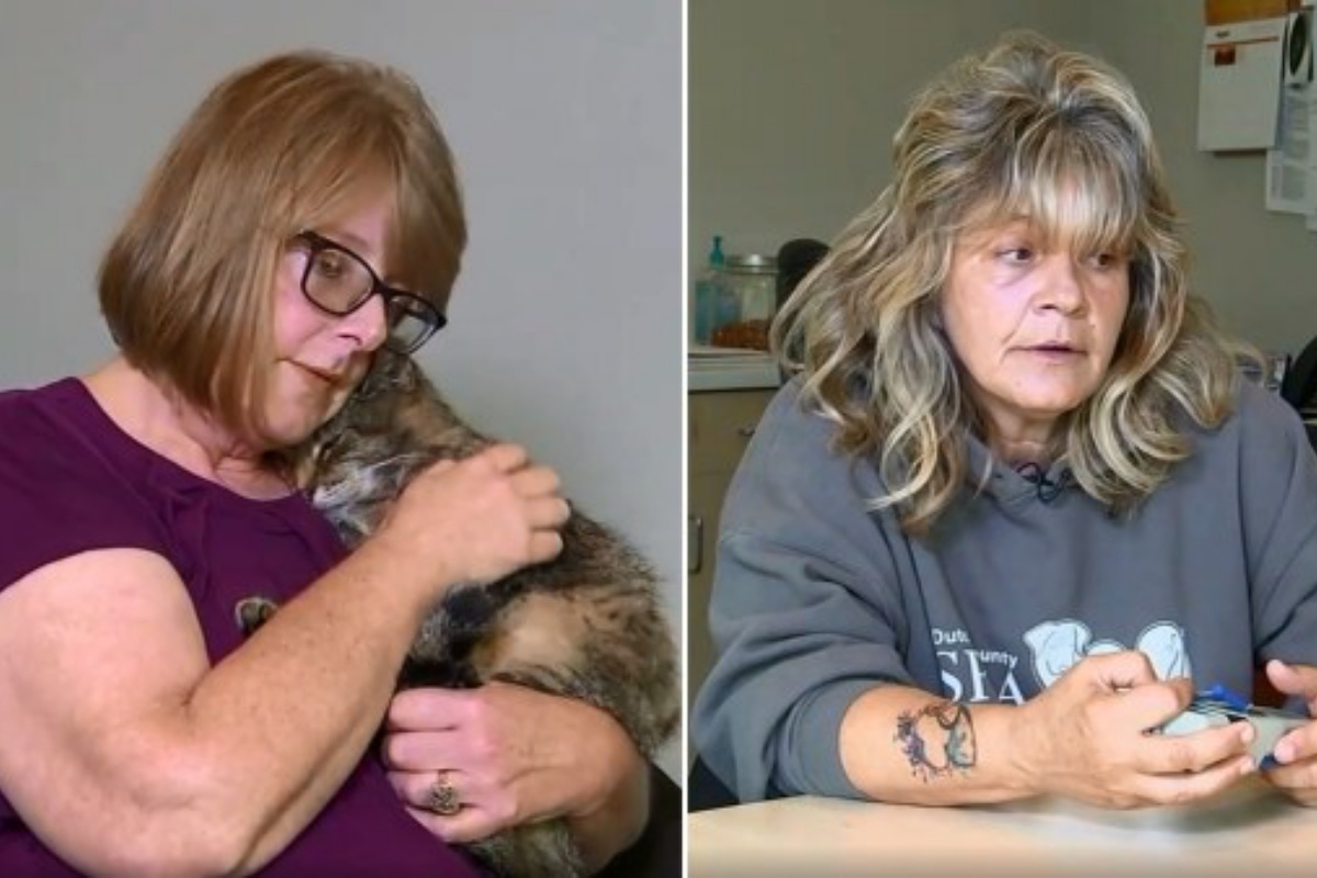 La riunione tra il gatto Tiger e Maggie Welz: era scomparso da 11 anni