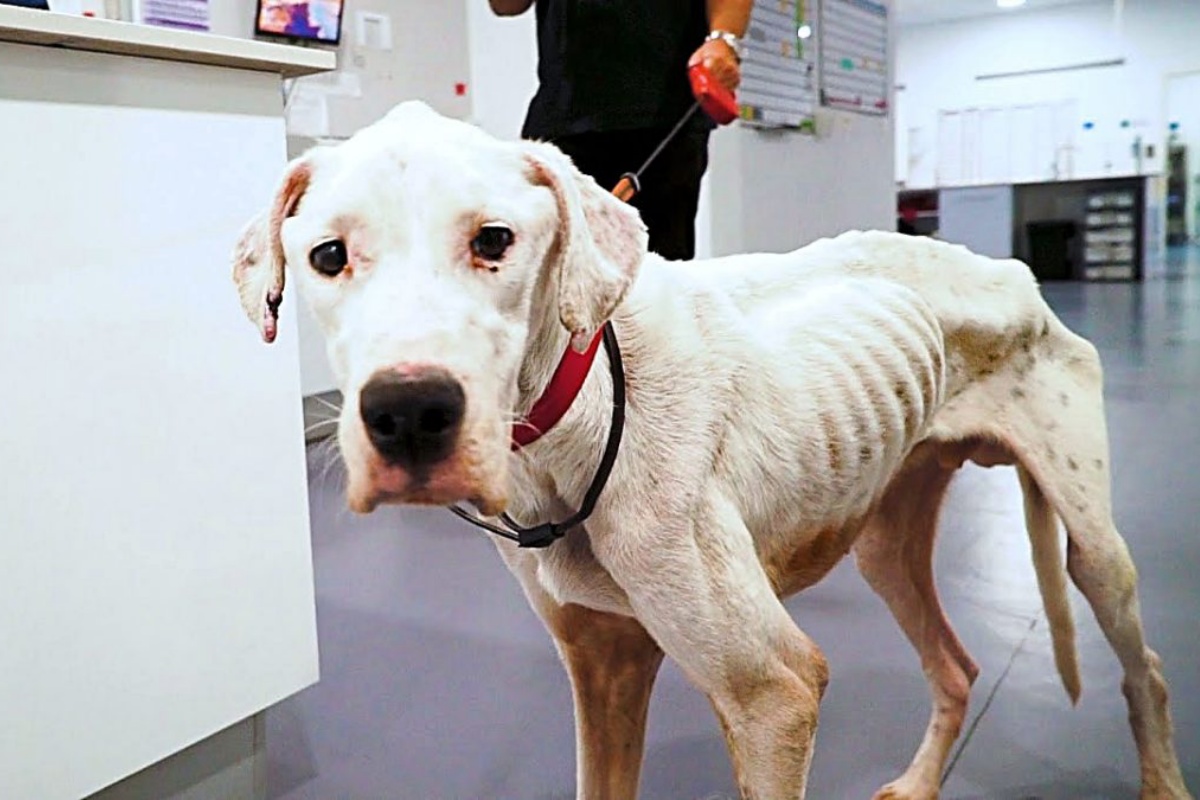 La trasformazione di Toby: il cane trovato abbandonato