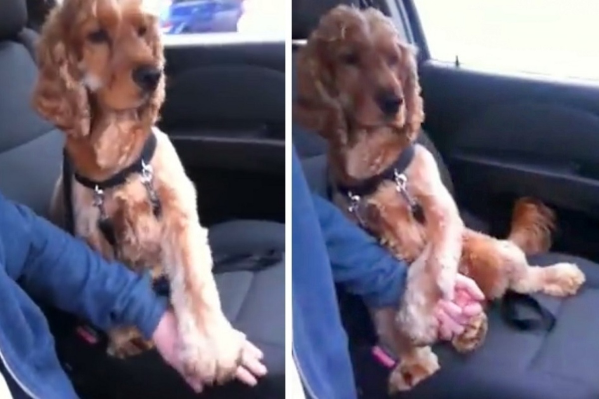 L’agitazione di Tommy, il cane che odia stare in macchina troppo tempo