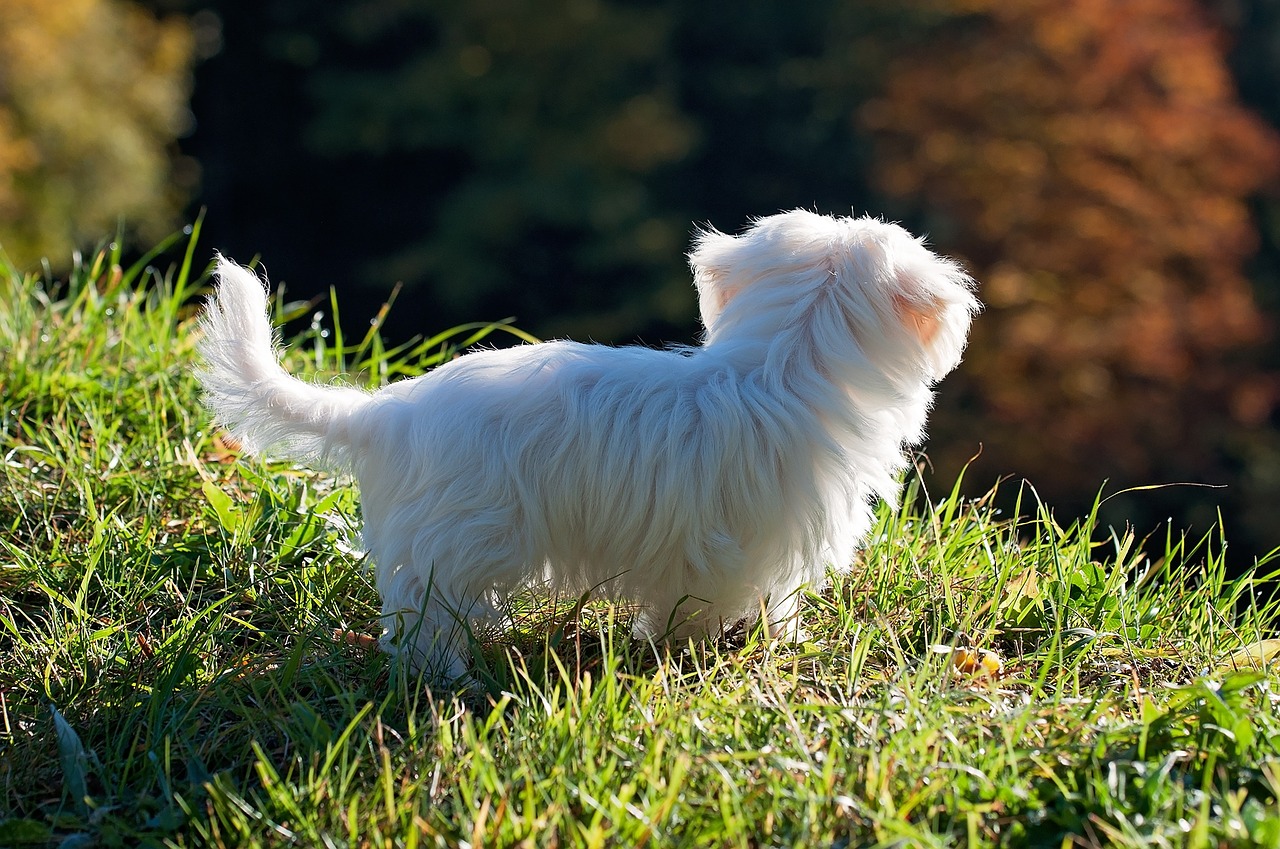 Cane di razza maltese