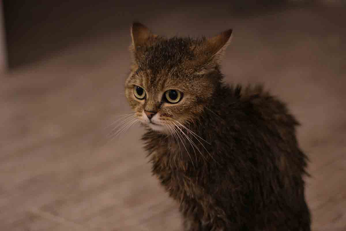 Gatto caduto dal ponte nel fiume