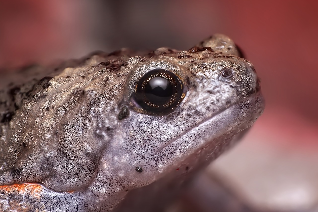 Un rospo per amico nella scarpa: la storia di Jabba the Toad