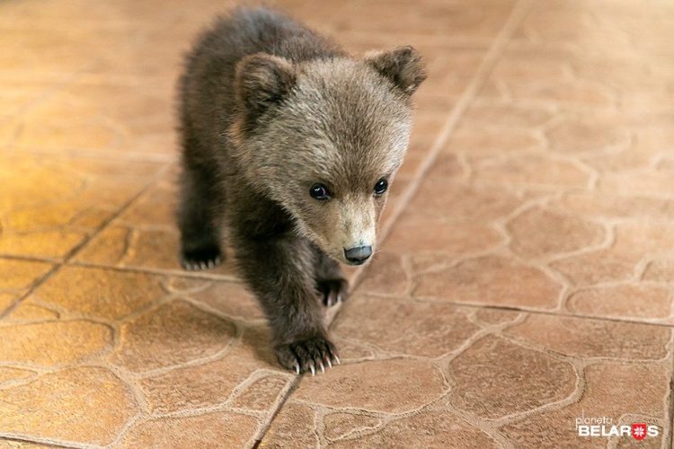 Cucciolo di orso in casa