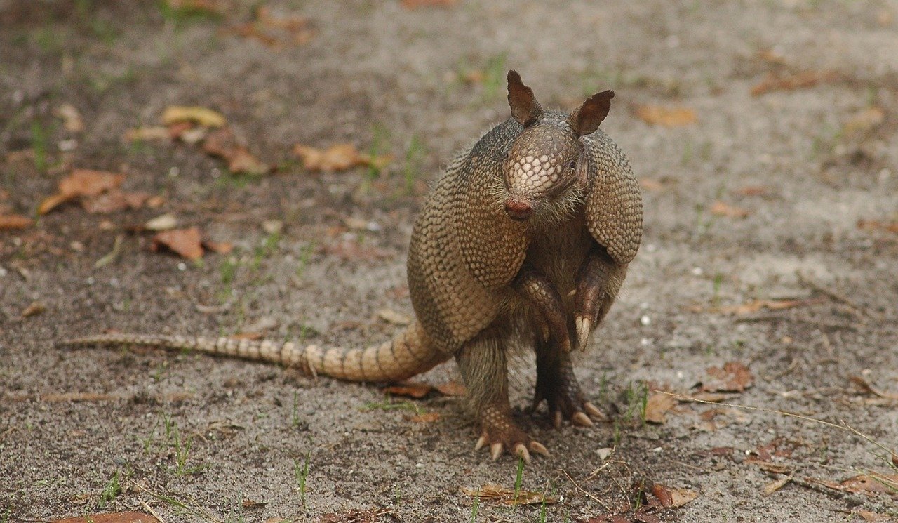 Uomo si ferma e dà da bere all’armadillo assetato
