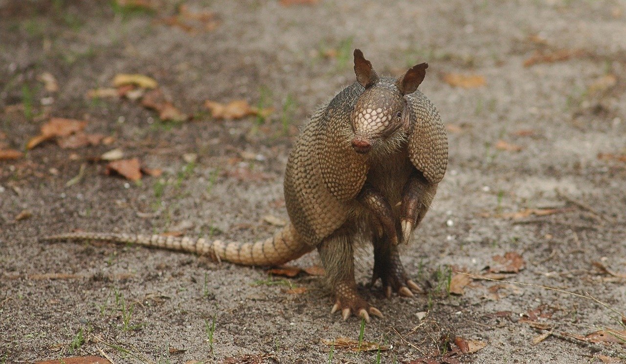 Armadillo assetato