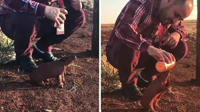 Uomo dà da bere a un animale selvatico