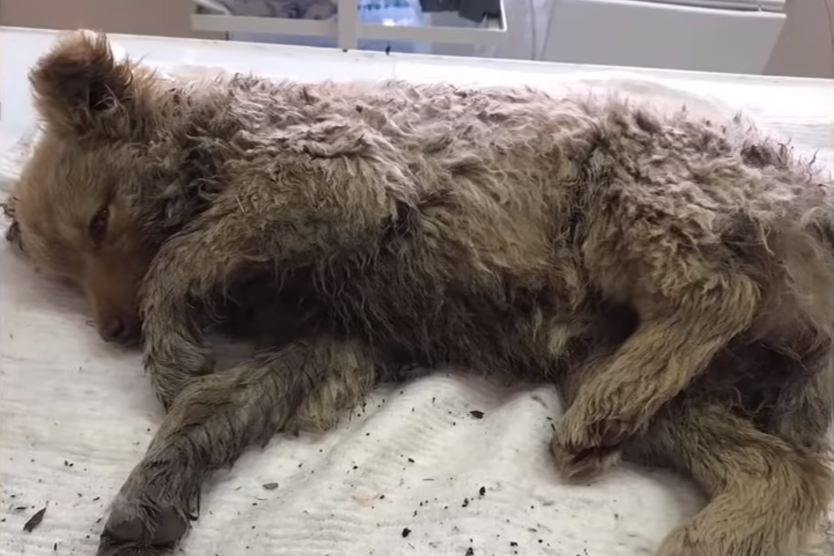 Varya, la cagnolina trovata in strada in fin di vita