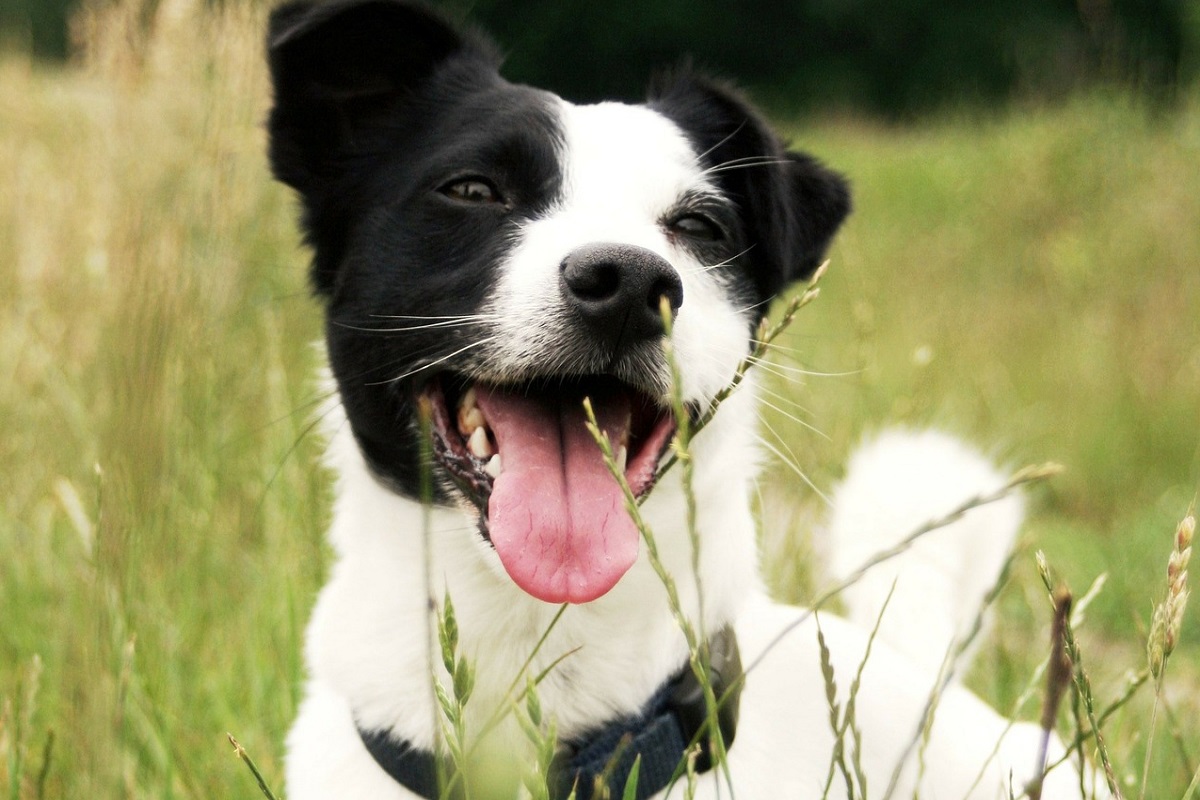 Eredità al cucciolo di Jack Russell