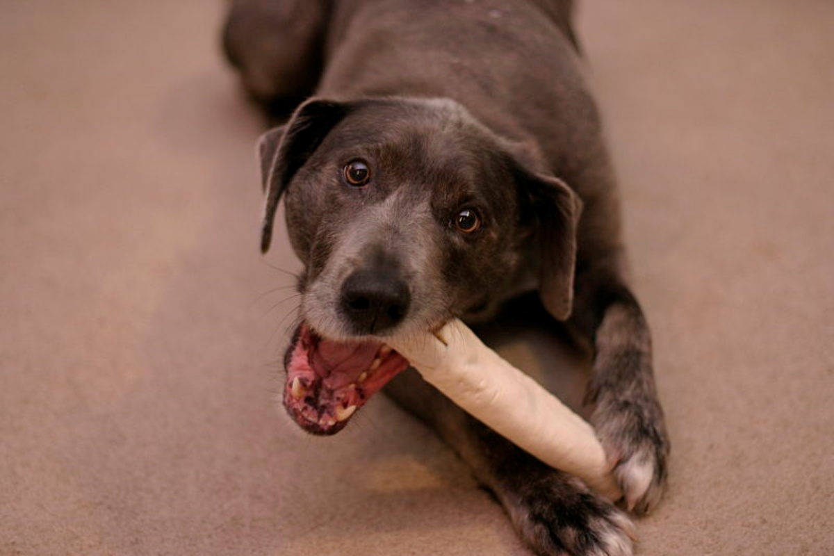 Avvertimento veterinario del Montana 