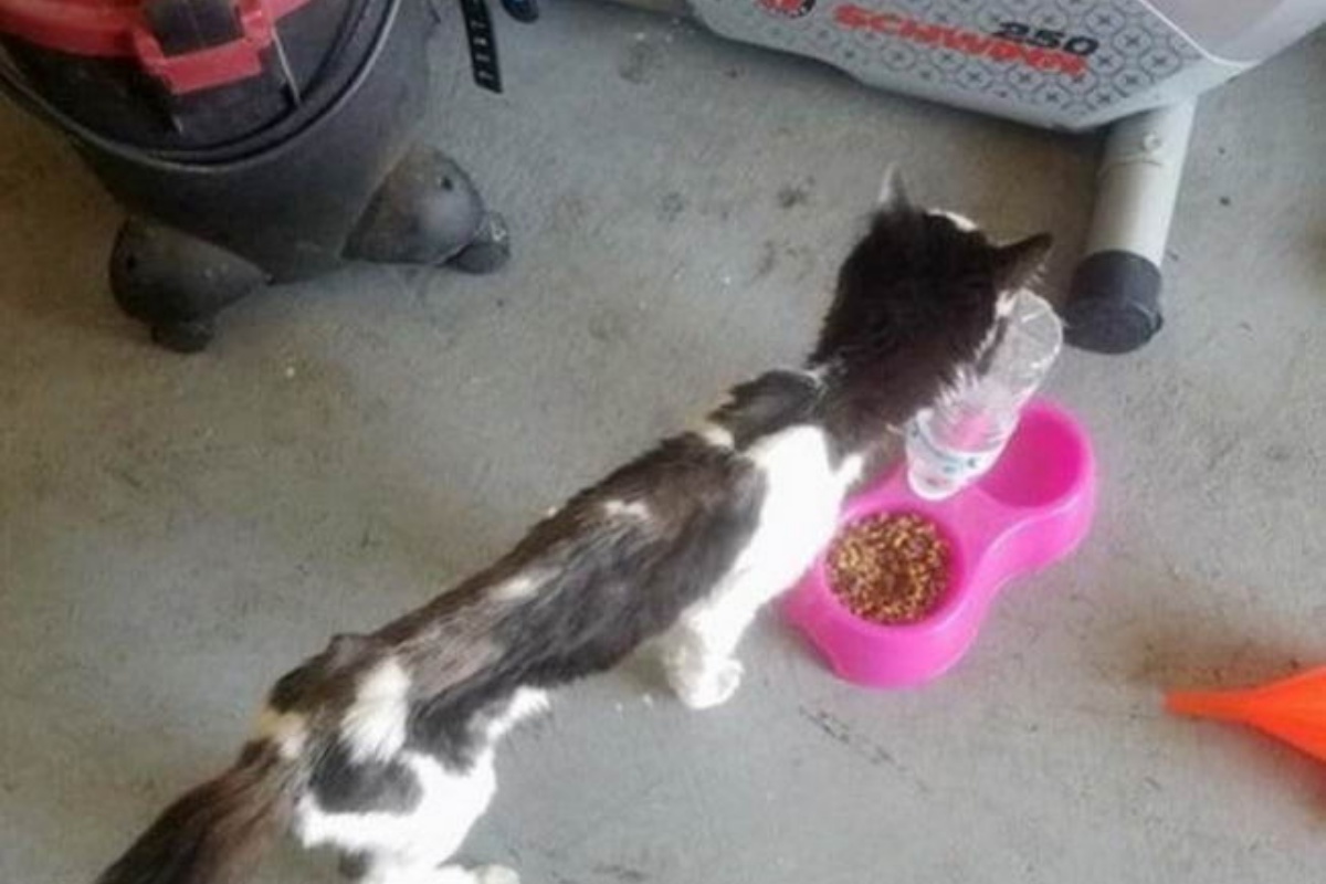 Il salvataggio di Wallace, il gattino trovato in condizioni disperate