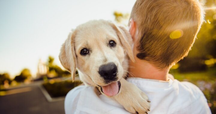 10 segnali che fanno di te un amante dei cani