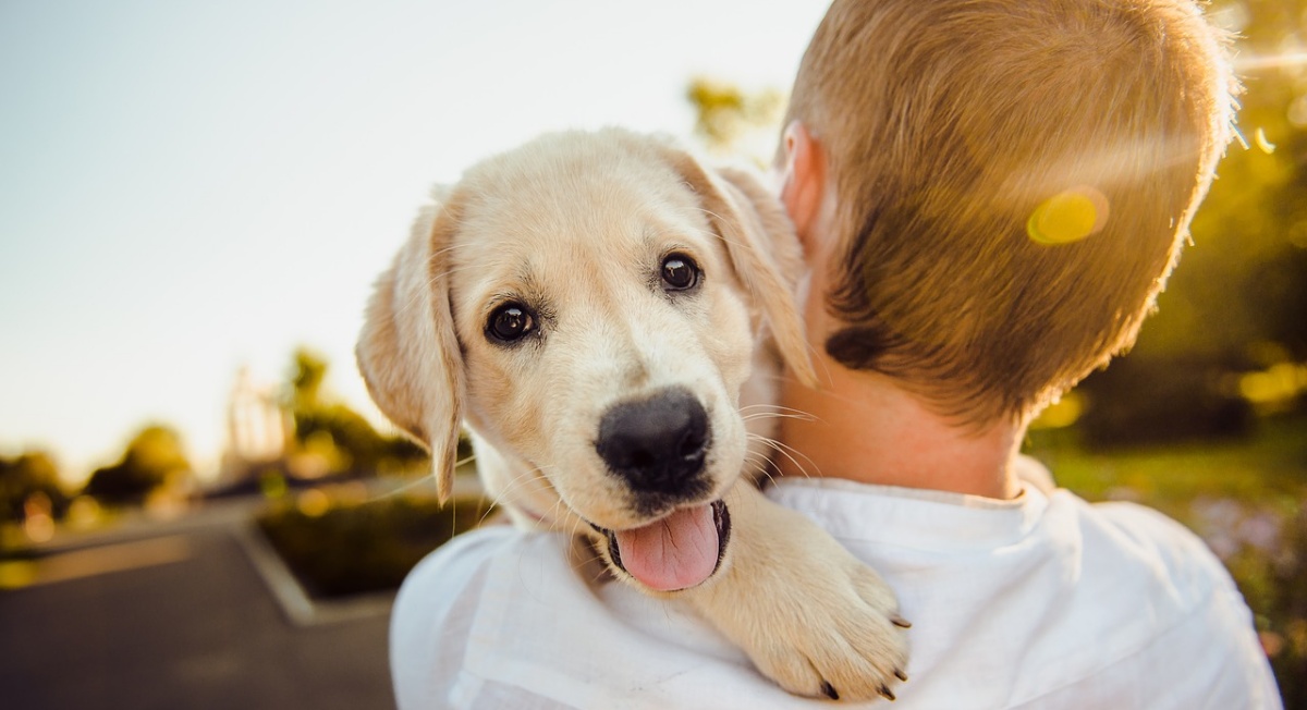 10 segnali che fanno di te un amante dei cani