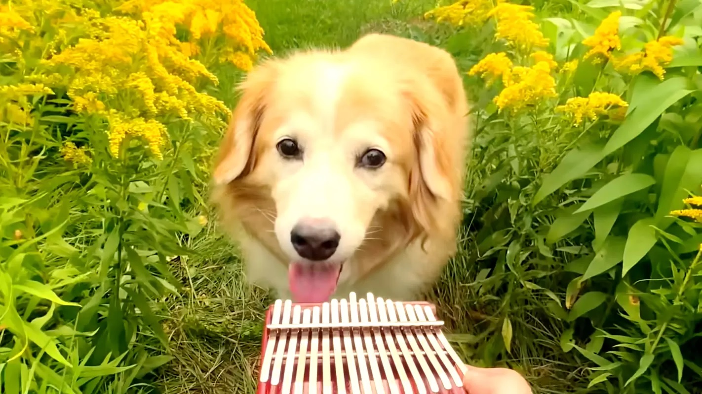 Acero il cane musicista