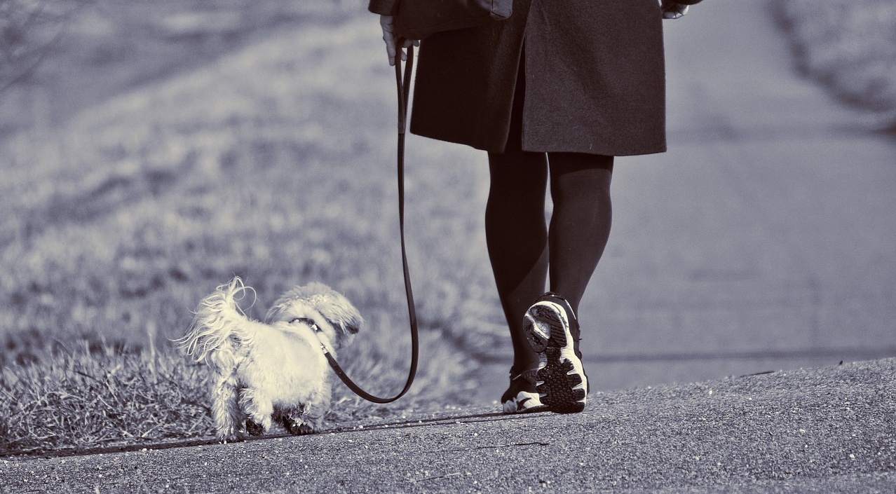 Passeggiare con il cane: 7 pericoli che dovresti conoscere