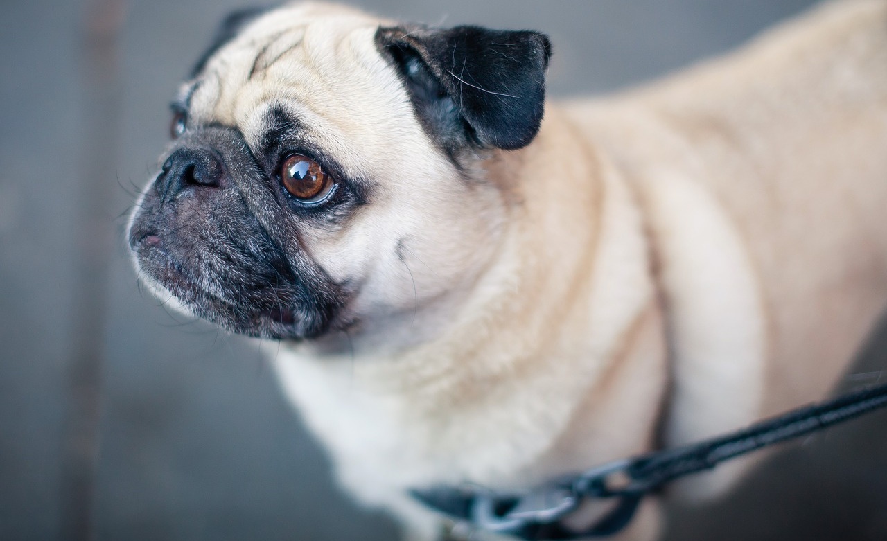 7 pericoli durante le passeggiate con il cane