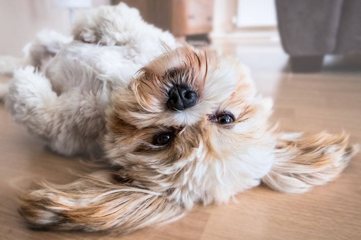 A chi viene affidato il cane in caso di separazione 