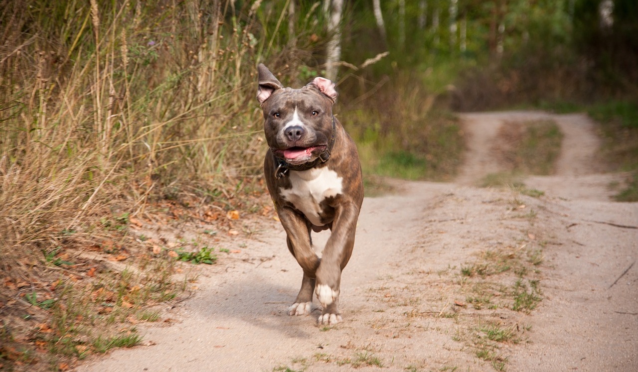 Bambina morsa al volto da un pitbull