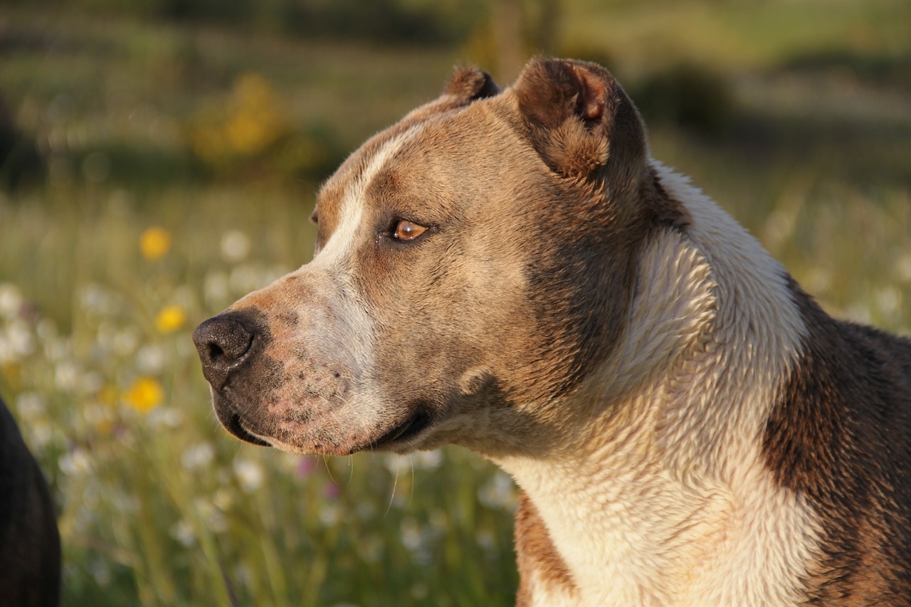 Bambina morsa al volto da un pitbull