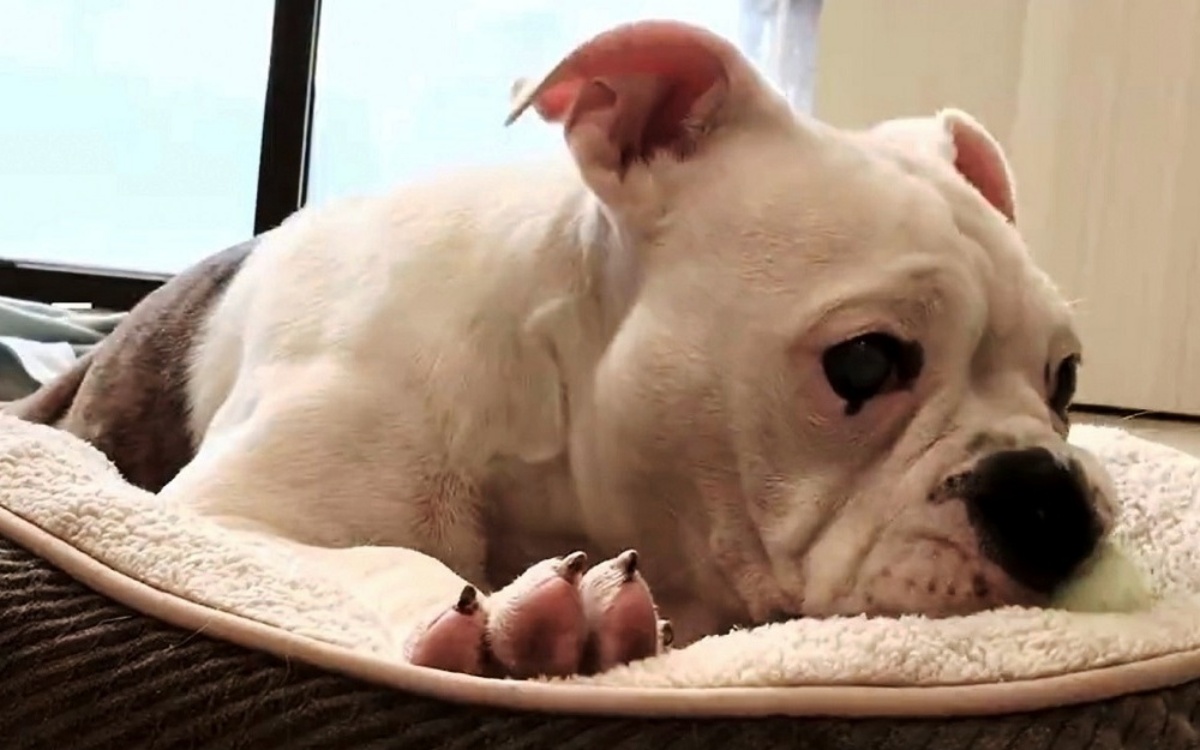 La storia di Batty: il bulldog cieco che non riusciva a trovare famiglia