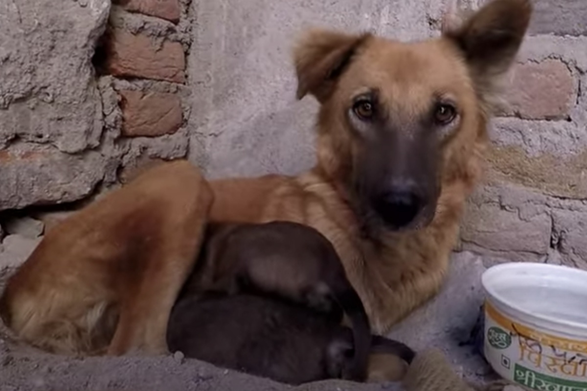 Il salvataggio di una cagna e dei suoi cuccioli