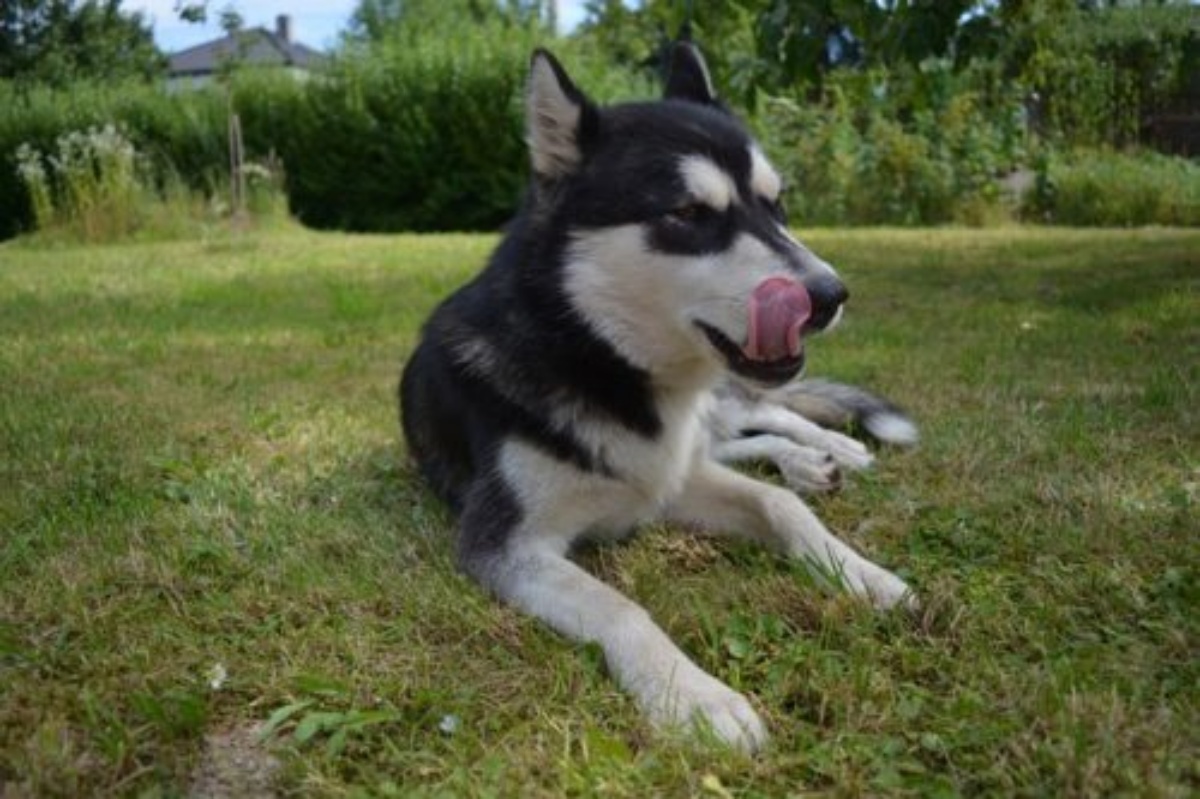 Gli oggetti pericolosi per il nostro cane