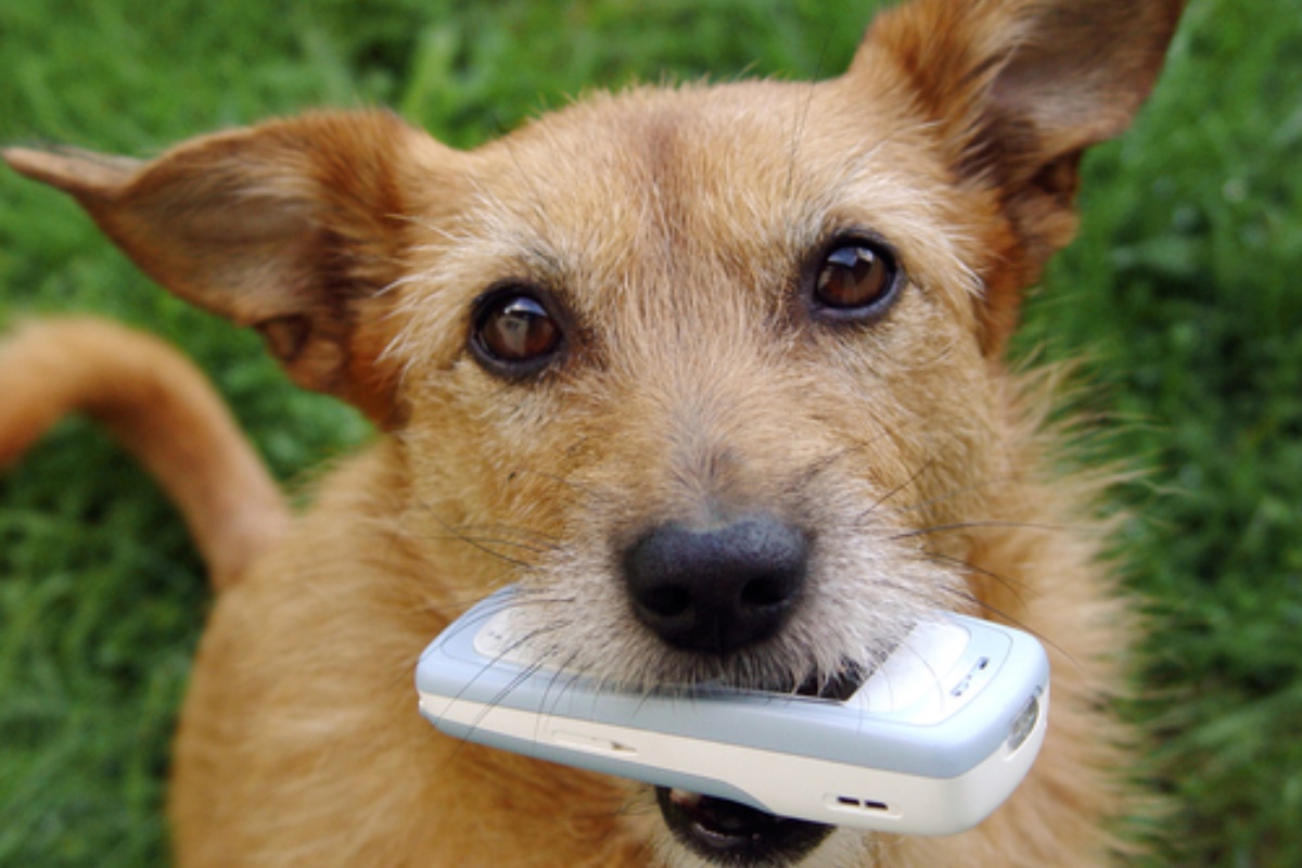 Gli oggetti pericolosi per il nostro cane