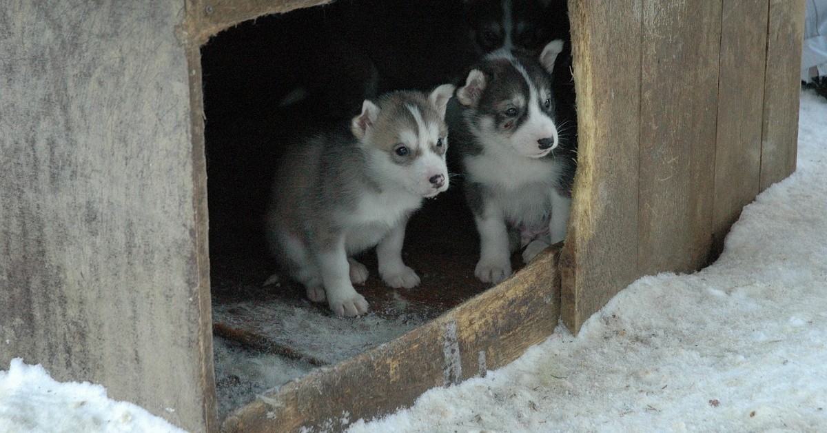 Come pulire la cuccia del cane consigli