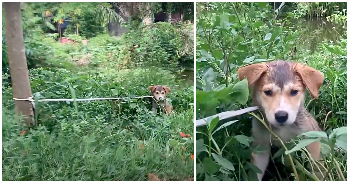 La storia di Dynamic, il cagnolino abbandonato e legato ad un albero