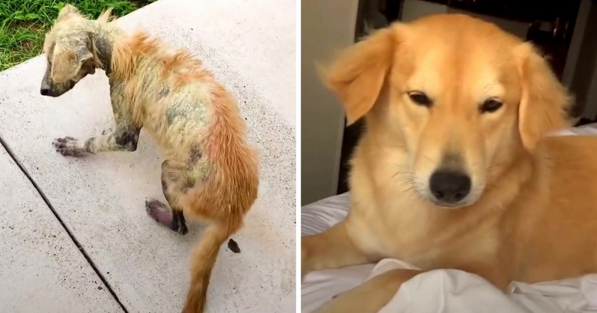 Ellie, la cagnolina trovata in fin di vita sotto un camion: il salvataggio