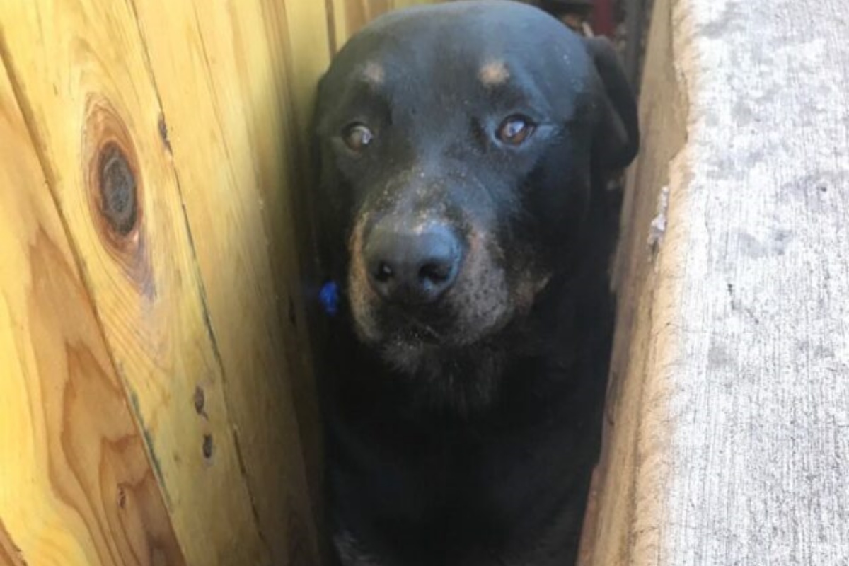 Frederick. il cagnolino incastrato