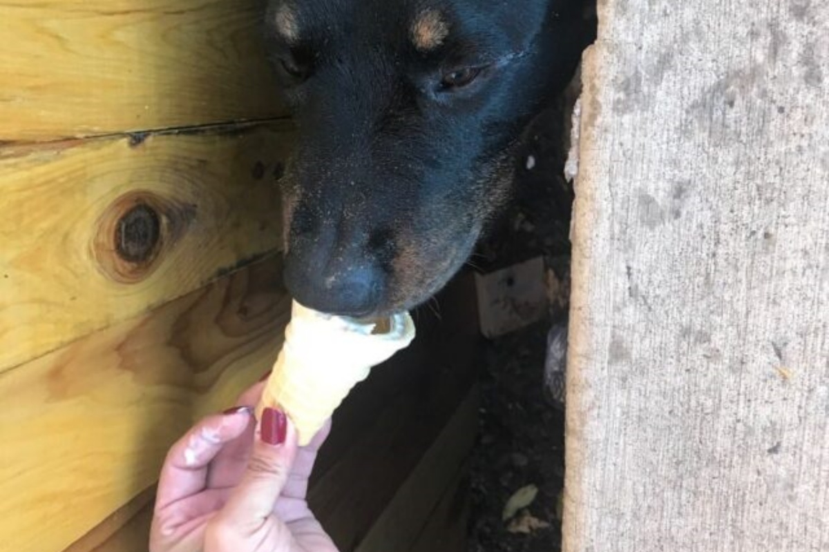 Frederick, il rottweiler curioso salvato grazie ad un goloso cono gelato