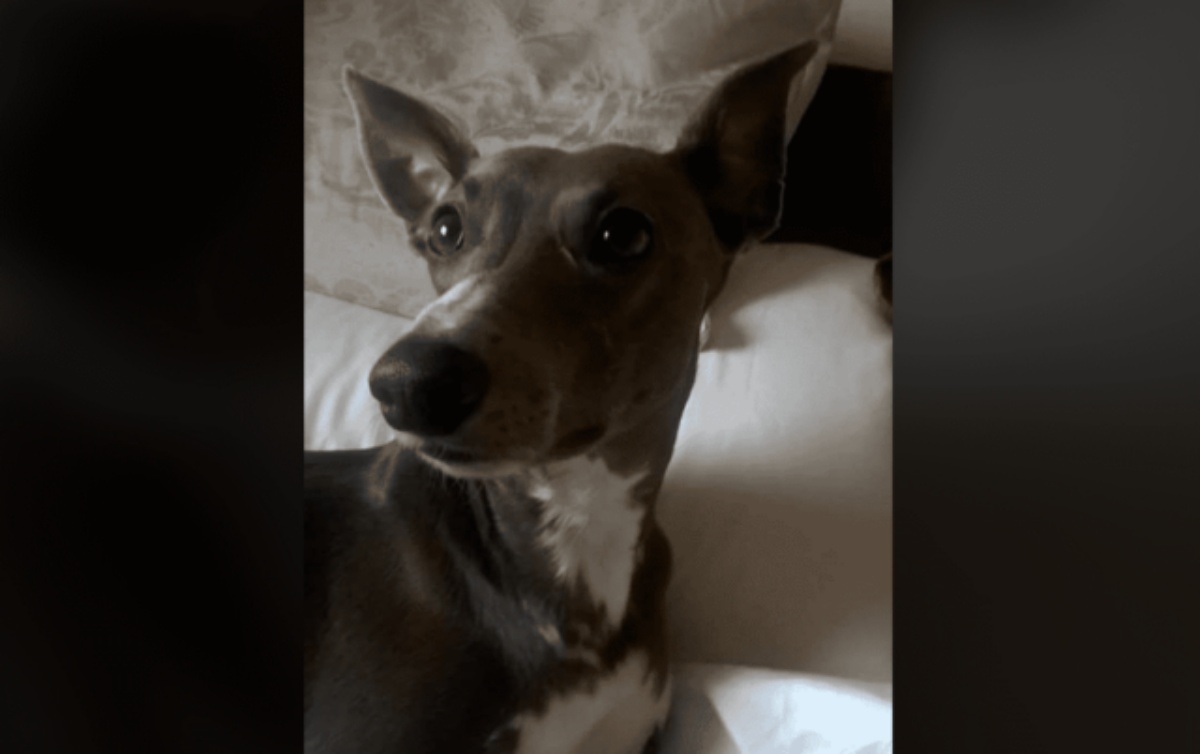 La cagnolina Mikka ha perso la vita a causa dei fuochi d’artificio