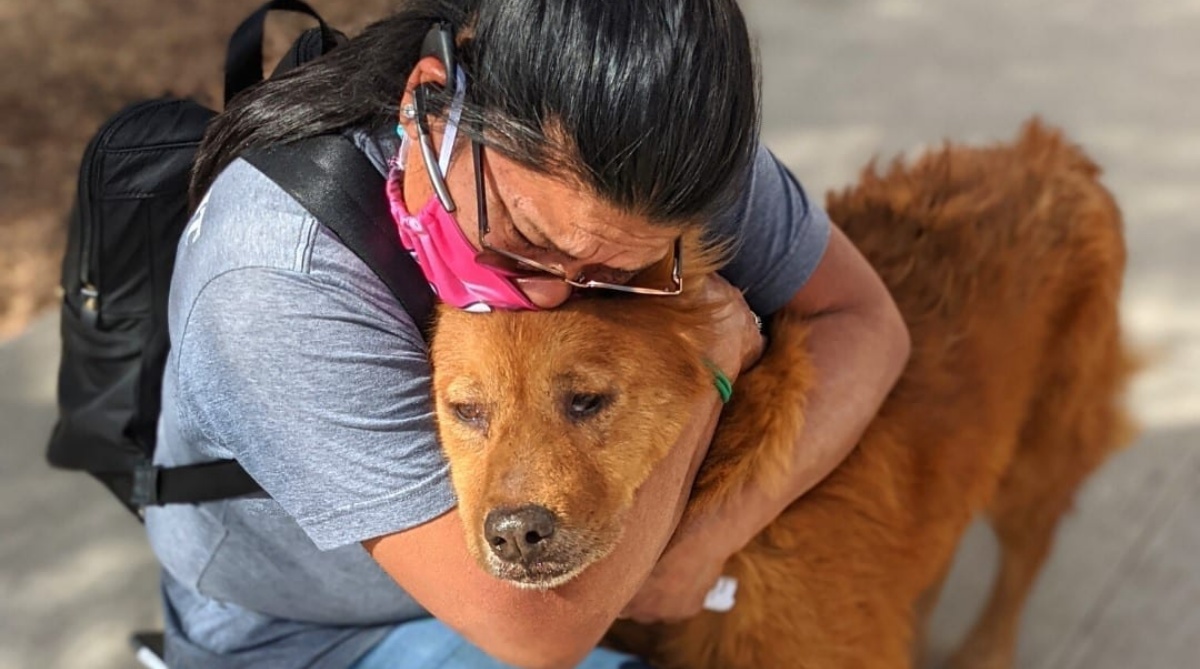 La storia di Honey, il cane smarrito e ritrovato dopo 7 lunghi anni