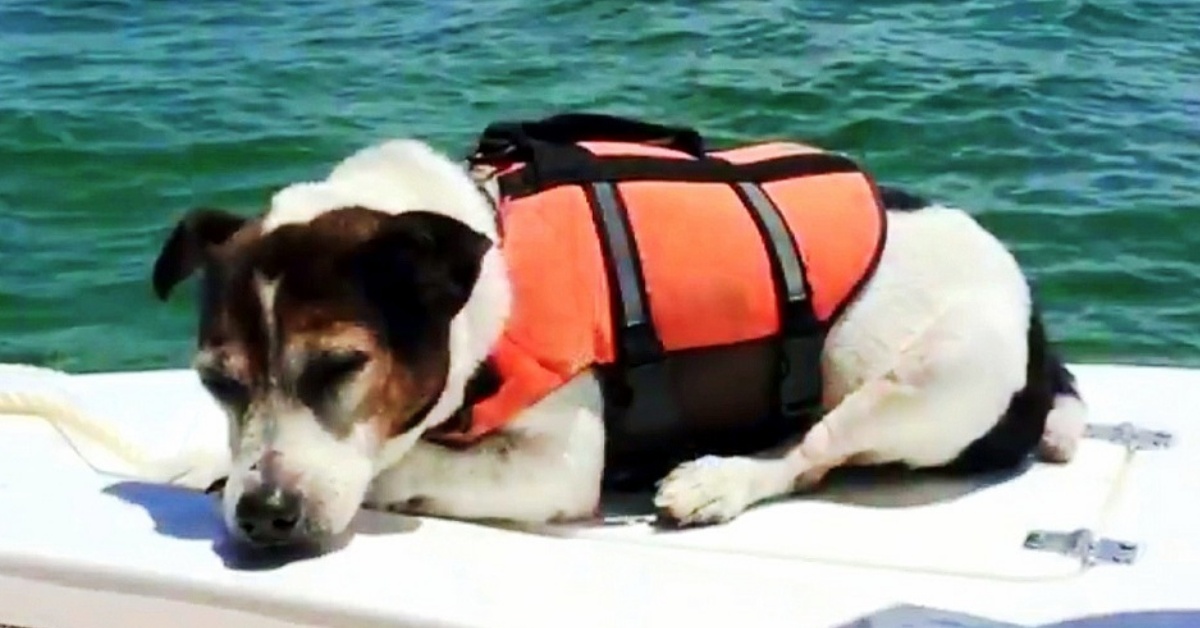 La storia del cagnolino Jagermeister: salvato in mare da quattro ragazzi