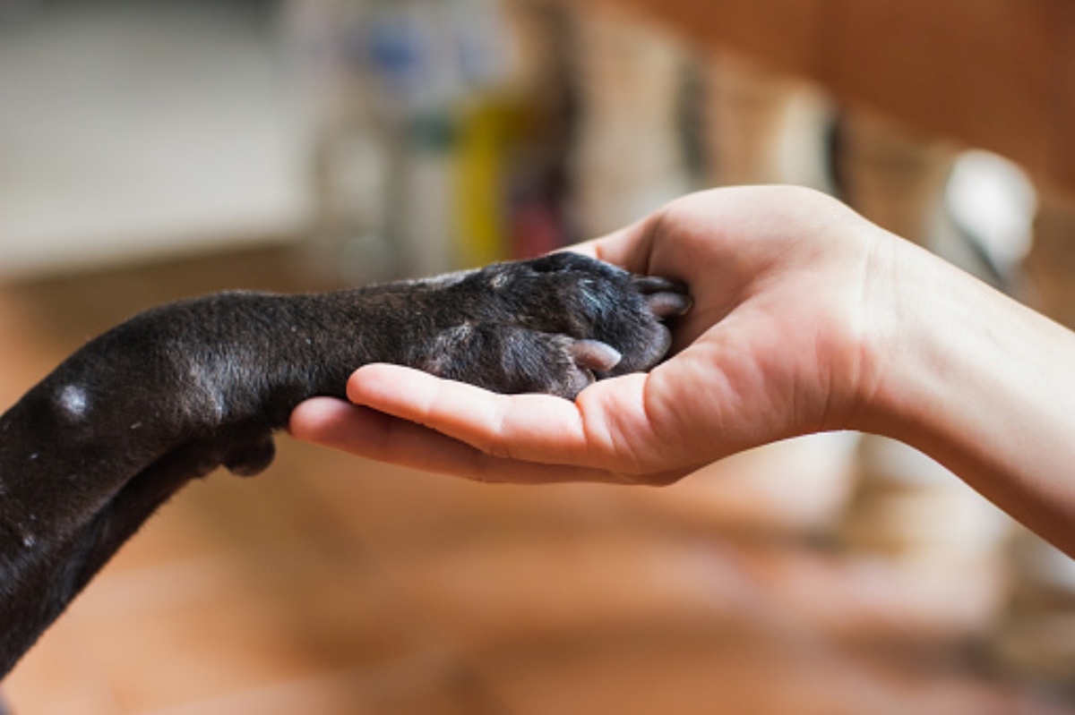 la foto del cane Lassie e della bara