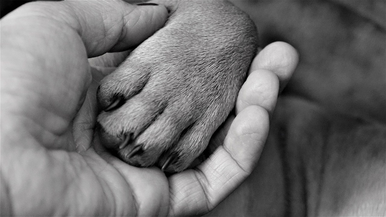 la foto del cane Lassie e della bara