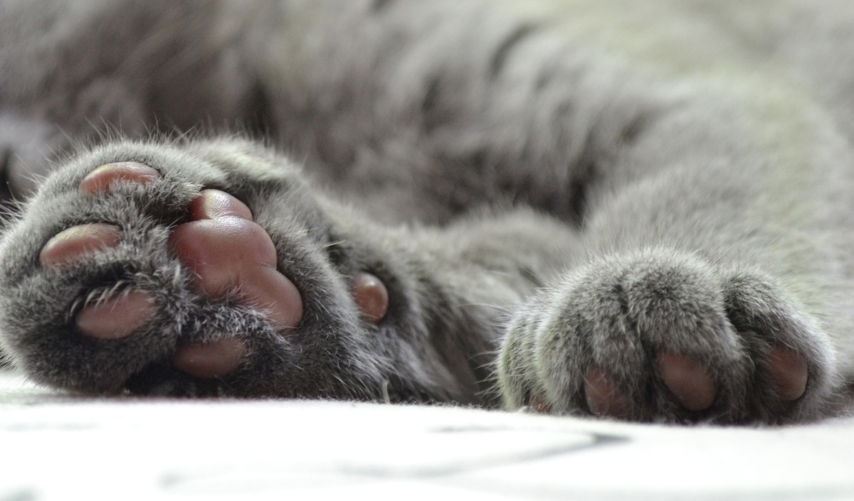 Liau, il gatto con lo smoking