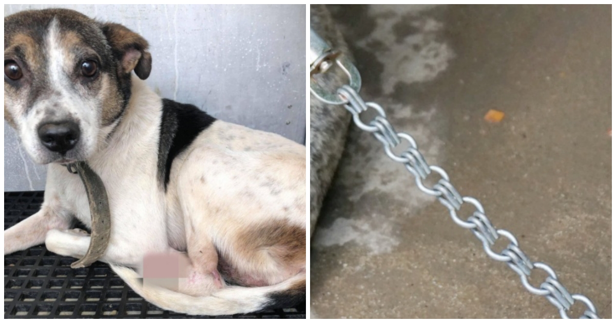 La triste storia di Maeve: la cagnolina legata ad una pesante catena