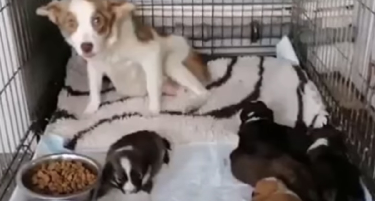 La storia di una mamma cane e i suoi 5 cuccioli