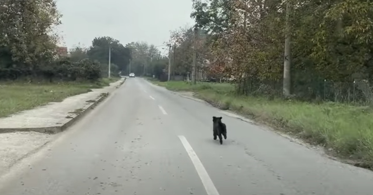 La storia di Marli, il cagnolino che correva per strada senza sosta
