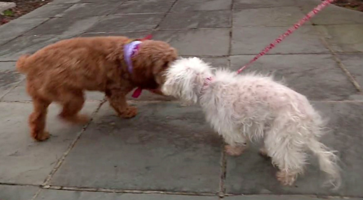 La storia di Molly, la cagnolina cieca e sorda scomparsa nel nulla