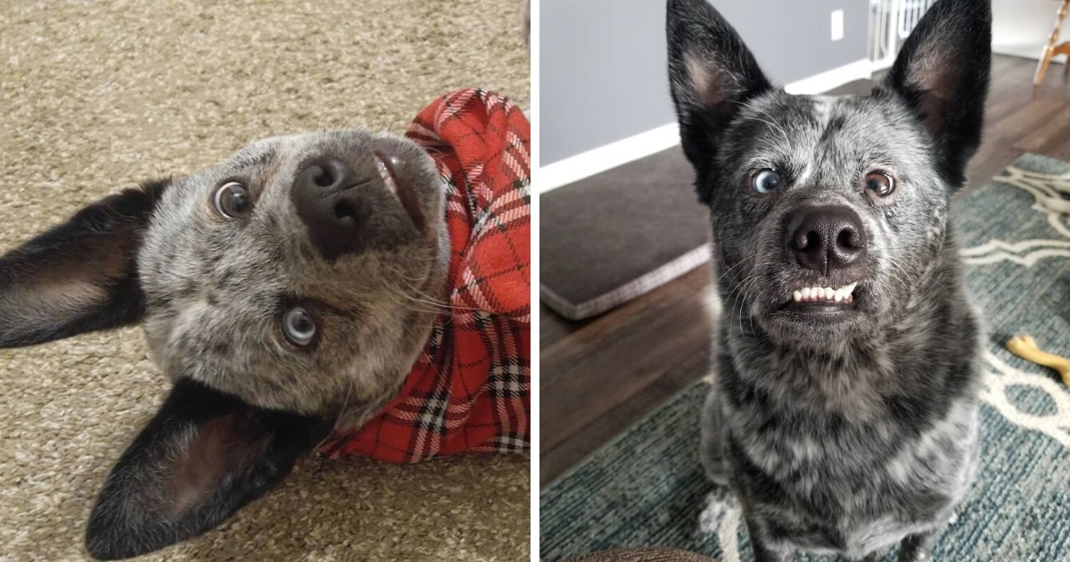 Nonostante la sua condizione, Moose è il cane più felice del mondo